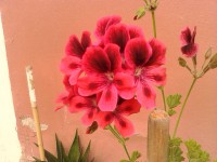 /album/galleria-fotografica/flowers-2-jpg/